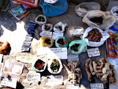 Herb available at Tamia Madhya Pradesh